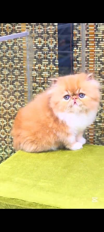 Persian kitten triple long coat and littler Trend/0331/7823482/