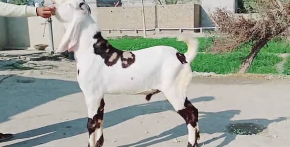desi Bakra for Sale Call 03405796364