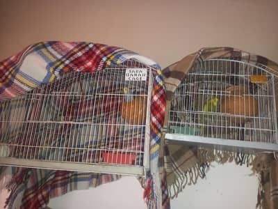 Budgerigar Breeder Pairs for Sale