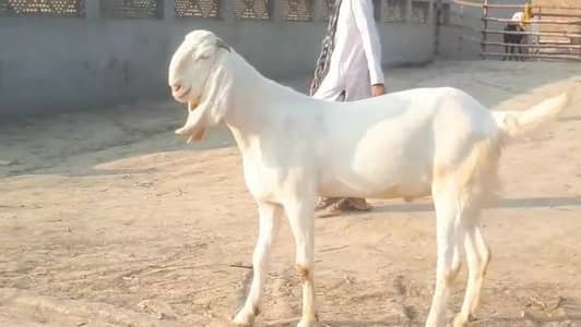 gulabi Bakra for Sale Call 03405796364