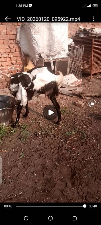 Two goats breed bital Four months gabn
