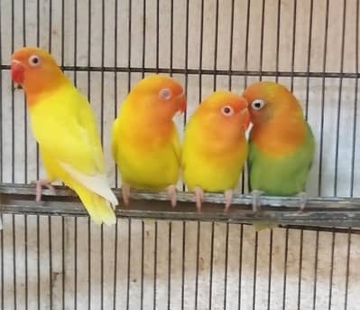 Color Lovebirds