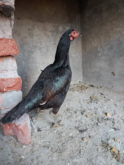 Aseel Hen 03019096127