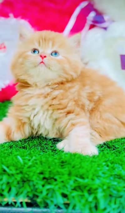 Persian kitten triple long coat and littler Trend/0331/7823482/