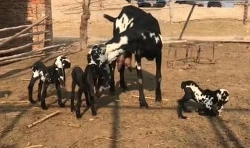 3 Bacchon Ka Sath Desi Bakri For Sale/03487390292)