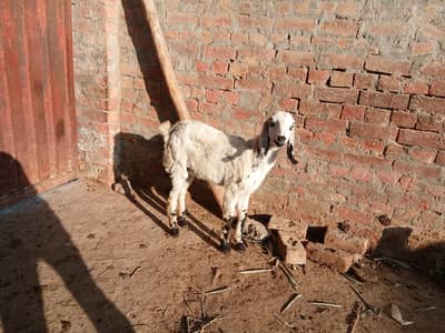 full health bakri ha gis ko lani ho rabta kar la