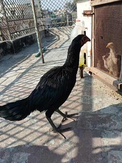 Thai Pakoye aseel pathi 100%pure