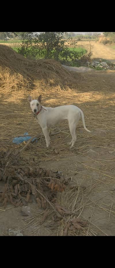 Gultair female dog