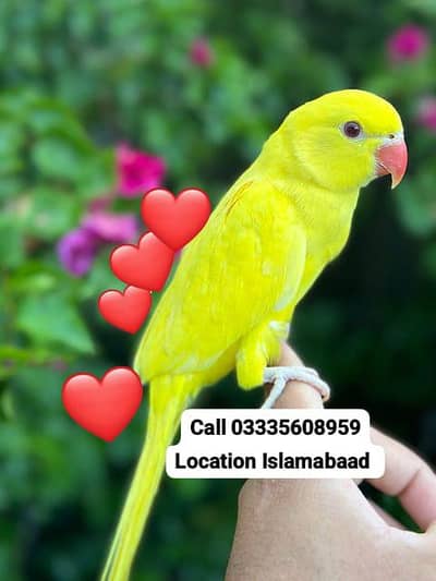 Hand Tamed Talking Friendly Yellow Ring Neck Female Parrot Jumbo Size
