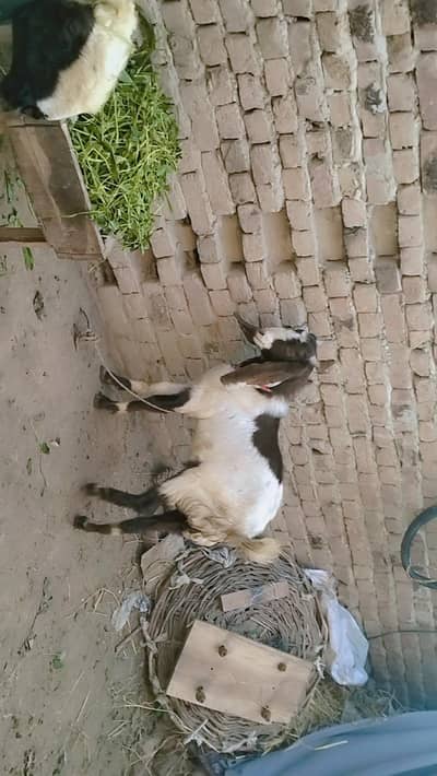 dasi  Bakra 2 dant  bakra sirf 45000 ma