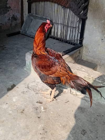 aseel murga or murgiya for sale