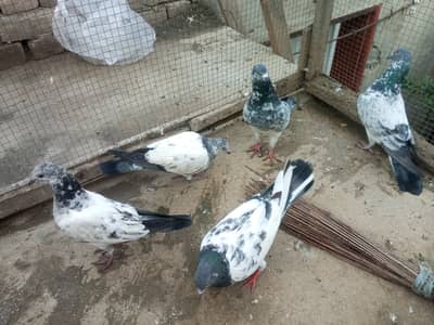 High Flyer Pigeon Kabutar