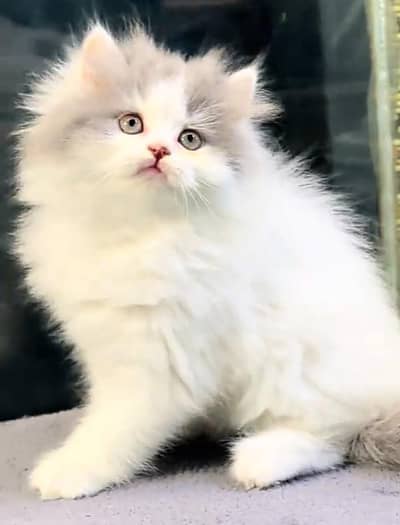 Persian cat Blue eyes vaccinated WhatsApp number03491408599