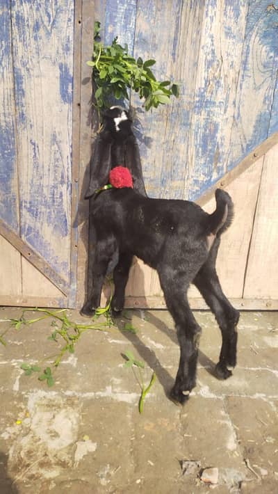 fresh delivery and gabban bakri forsale