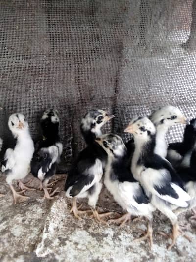 Pure Aseel chicks