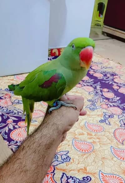 Kashmir raw parrot for 9 month age
