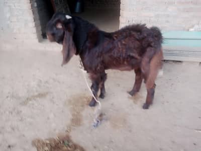Bakra