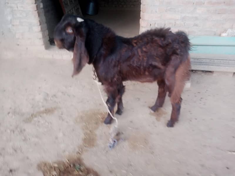 Bakra 0