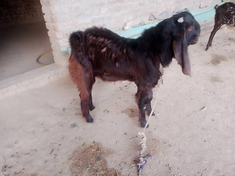 Bakra 1