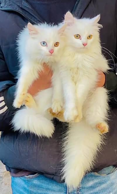 Persian cats My WhatsApp 03492207133 -#00076