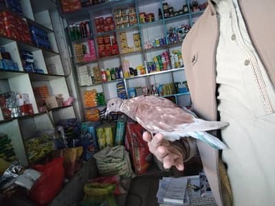 Hand tame pigeon