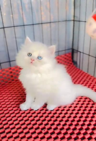 Persian cat kitten for sale my WhatsApp 03126762031