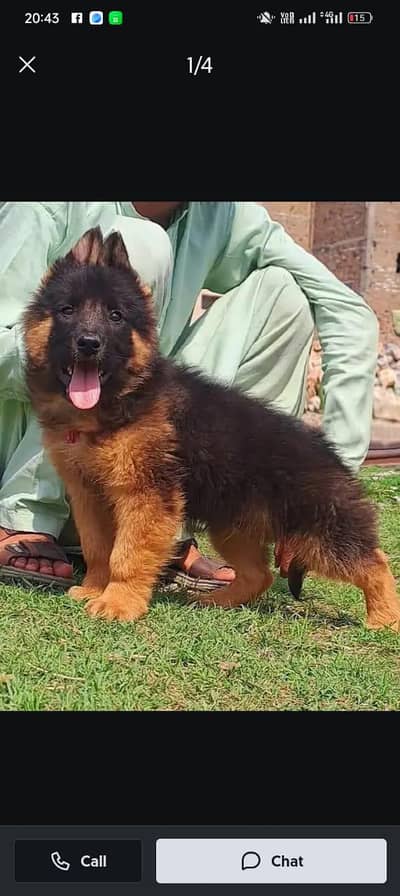 gurman shaft Dog My WhatsApp 03492207133 (00#9)00