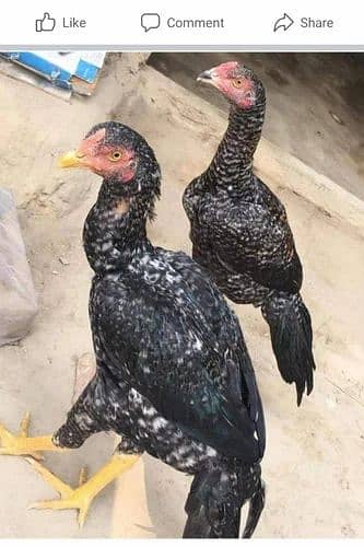 Aseel nasal ki aala quality k murghey, murghia or choozey dastiyaab h