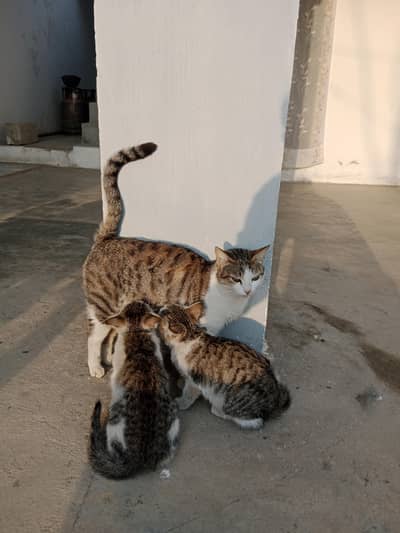 cat with 2 kittens for adoption