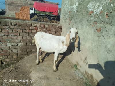 6 dant ghban 10 din rahte hain sone mein