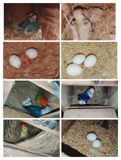 breeder pair with chicks eggs
