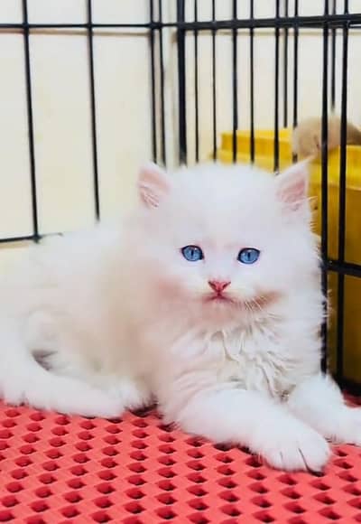 Persian cat kitten for sale my WhatsApp 03126762031