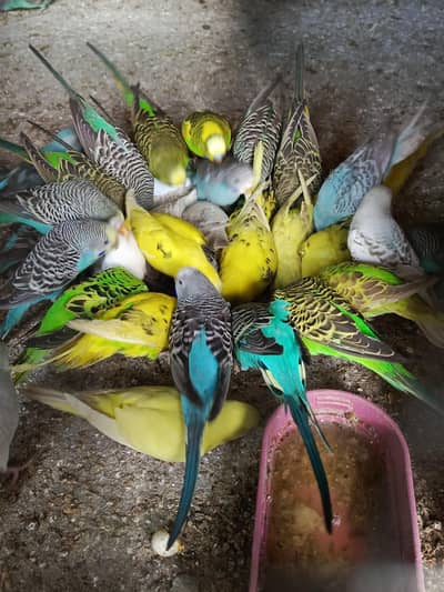 Australian Parrots Pairs