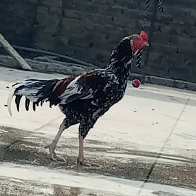 Aseel murghi eggs laying & Aseel Murgha