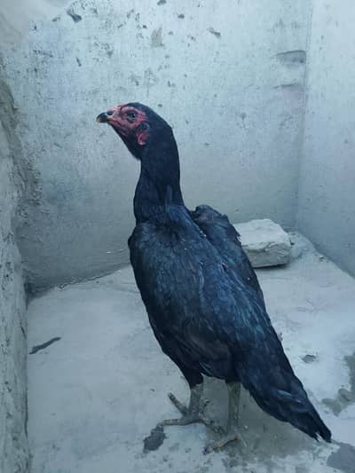 Aseel hen for sale