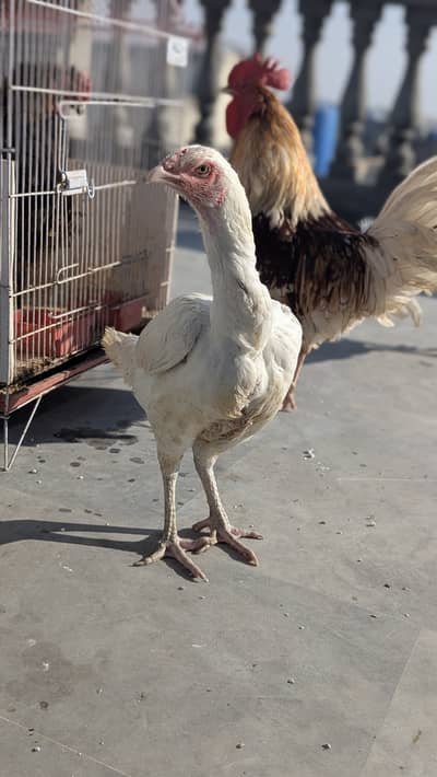 Heera Aseel Hen for sale
