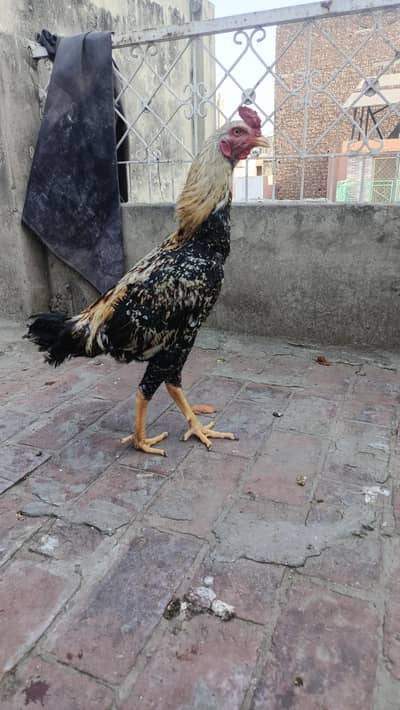 Aseel patha murga good hight active fit