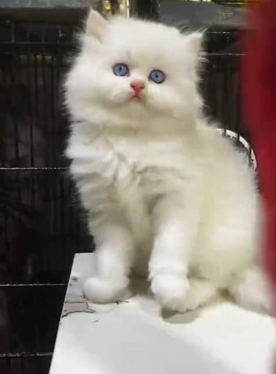 Persian cats My WhatsApp 03492207133 /1¹1@#0