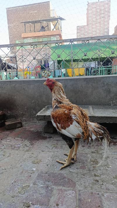 Aseel peela murga big size healthy fit