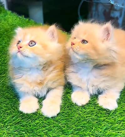 Persian cat kitten for sale my WhatsApp 03126762031