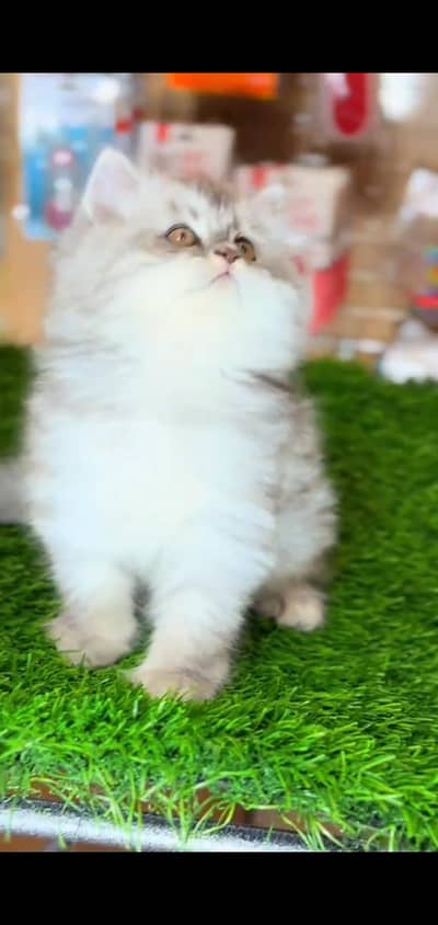 Persian kitten triple long coat and littler Trend/0331/7823482/