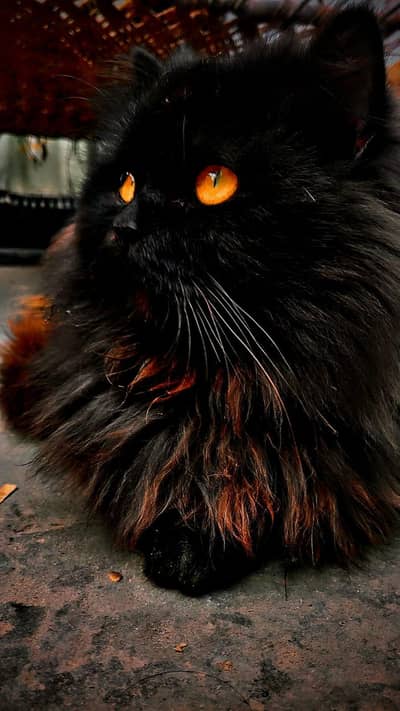 Persian cat  and color is black
