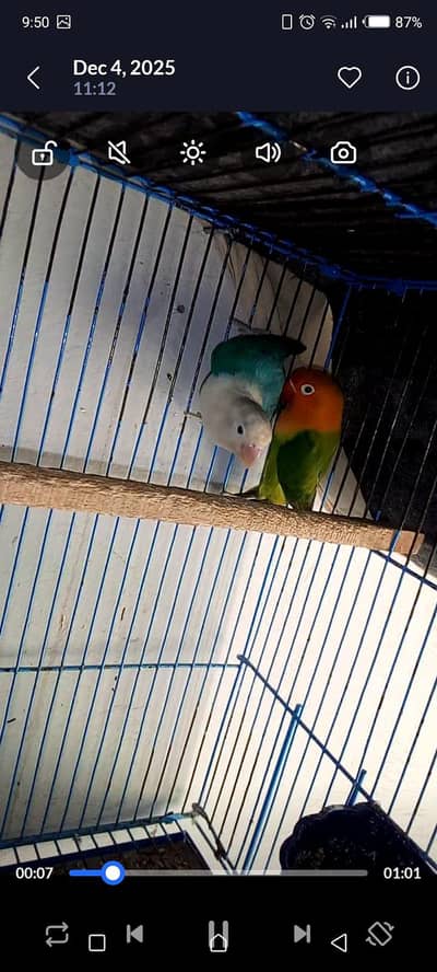 love birds breeder pair