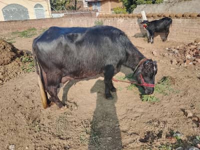 بھینس فار سیل