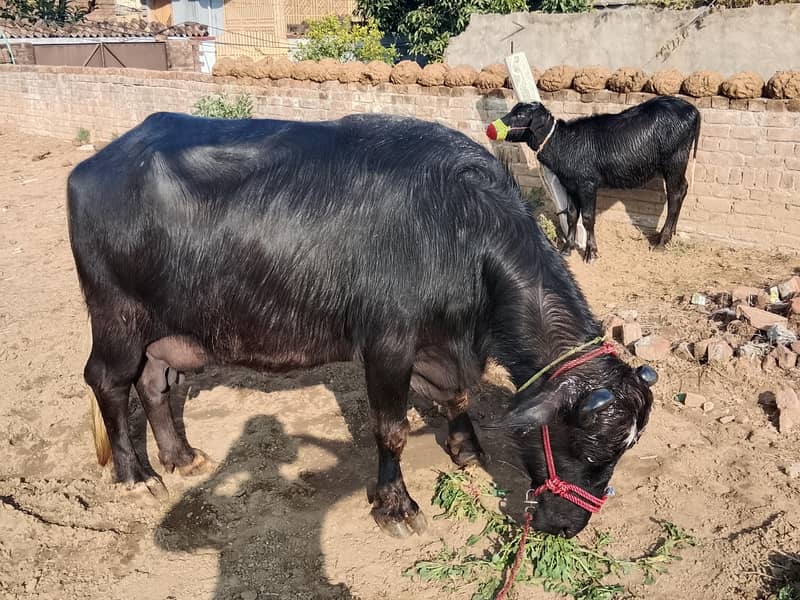 بھینس فار سیل 3