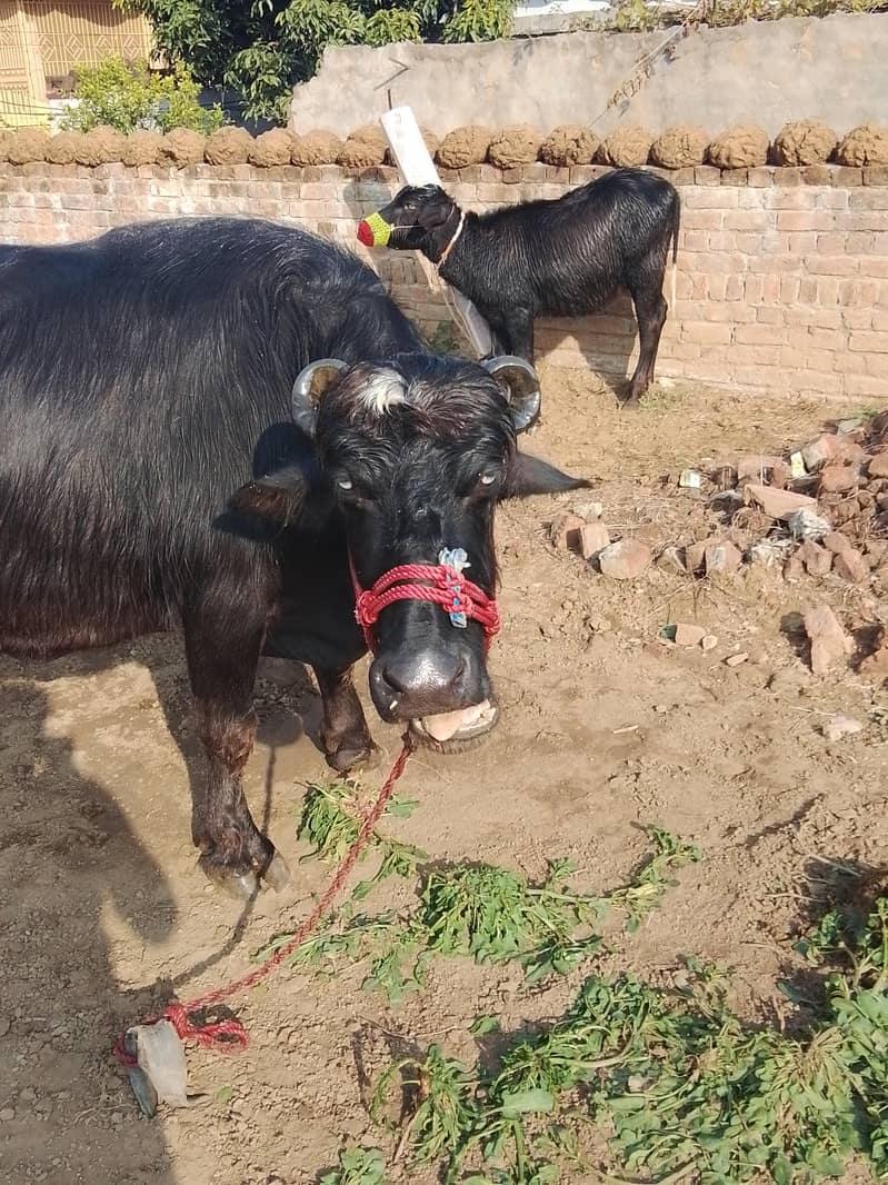 بھینس فار سیل 6