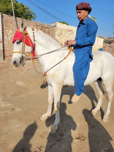 Horses 5 se 6 shal ka 03068635230