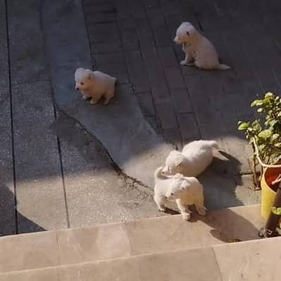 Russian Breed Puppies for Sale – 8 Weeks Old