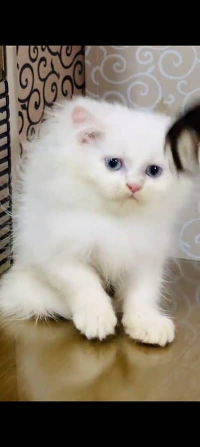 Persian kitten triple long coat and littler Trend/0331/7823482/