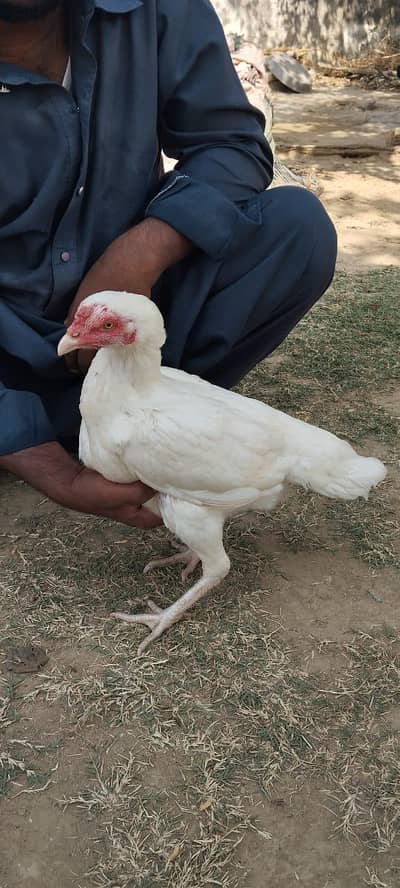 bht achi madi h asal aseel heera h